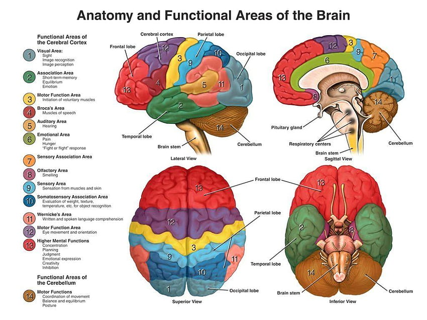 人間の脳の解剖学、 高画質の壁紙