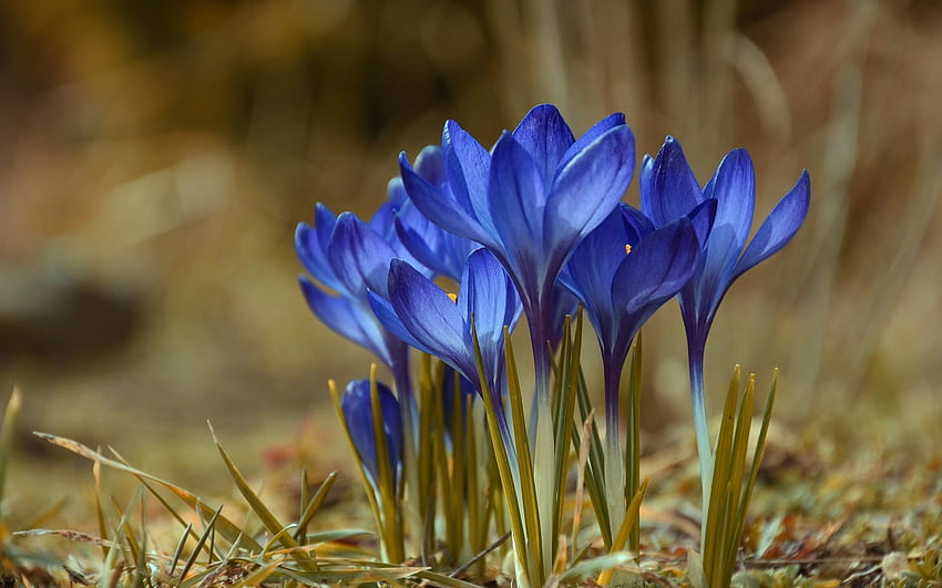 Niebieskie krokusy, wiosna 1920x1200, niebieskie kwiaty krokusów Tapeta HD