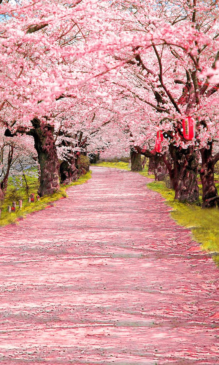Telón de del pasillo de flor de cerezo, árbol de flor de cerezo japonés fondo de pantalla del teléfono