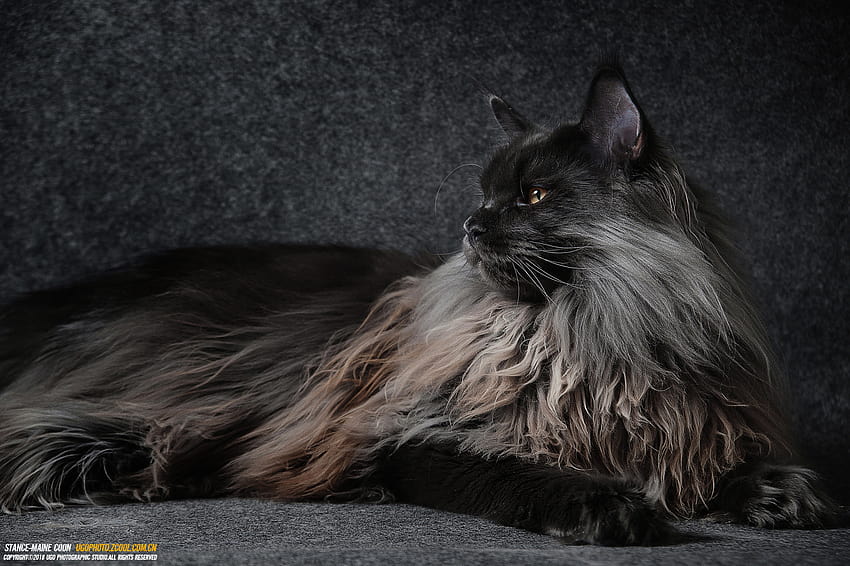 : cat, mainecoon, animals 1500x998, maine coon cat HD wallpaper | Pxfuel