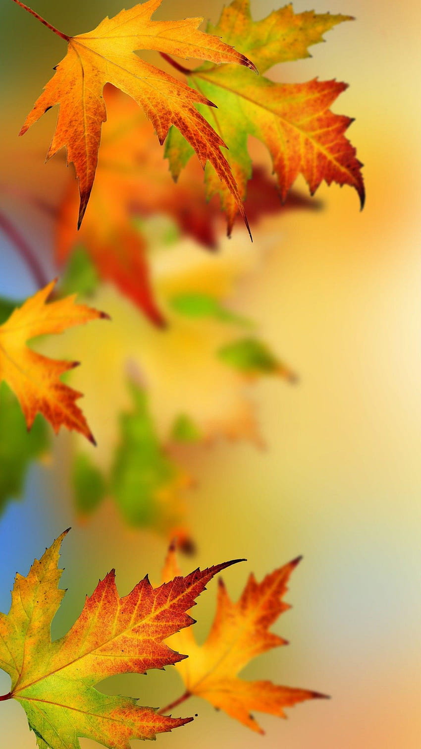 Samsung Galaxy S7 und S7 Edge Alternative mit Herbstlaub HD-Handy-Hintergrundbild