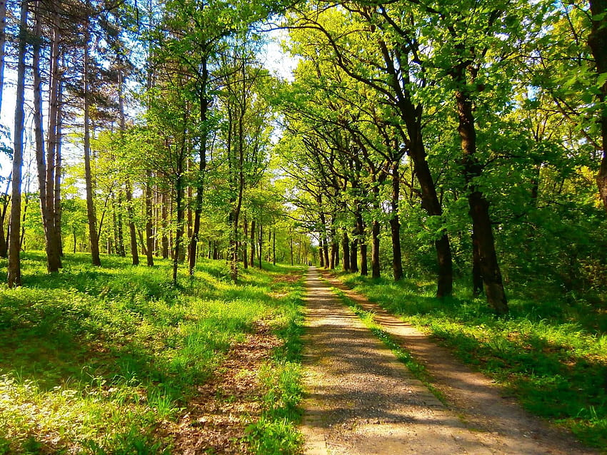 nature, Spring, Green, Trees, Serbia / and, green trees HD wallpaper