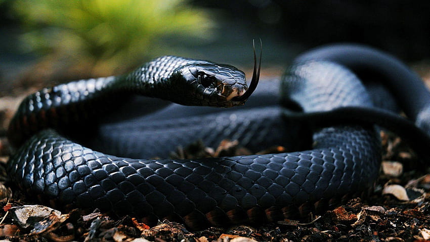 black cobra snake, black king cobra snake HD wallpaper