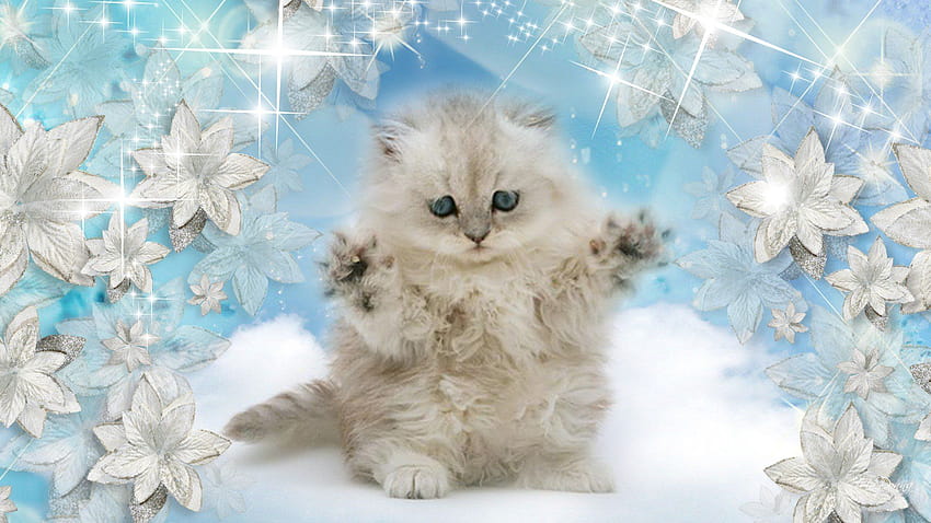 1921x1080 px baby cat Kitten landscape nature snow winter High Quality ,High Definition, pokemon kitten HD wallpaper