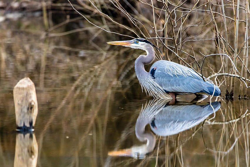 : Gbh, Greatblueheron, héron, Observation des oiseaux, Pittsboro, Pittsborotownlakepark, Pittsboroparks, Chathamcounty, Canon, Eos, Canoneos7dmarkii, Sigma, Sigma150600mmcontemporary, Sigma150600mmf563dgoshsmcontemporary, Sigma150600mm Fond d'écran HD