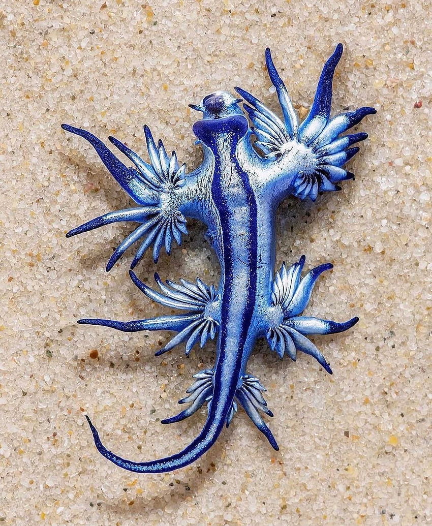 Blue Glaucus to niebieski ślimak morski, który zjada Man O' Wars i ma żądło, które może potencjalnie zabić człowieka. : r/natureismetal, niebieski glaucus zwierzę Tapeta na telefon HD