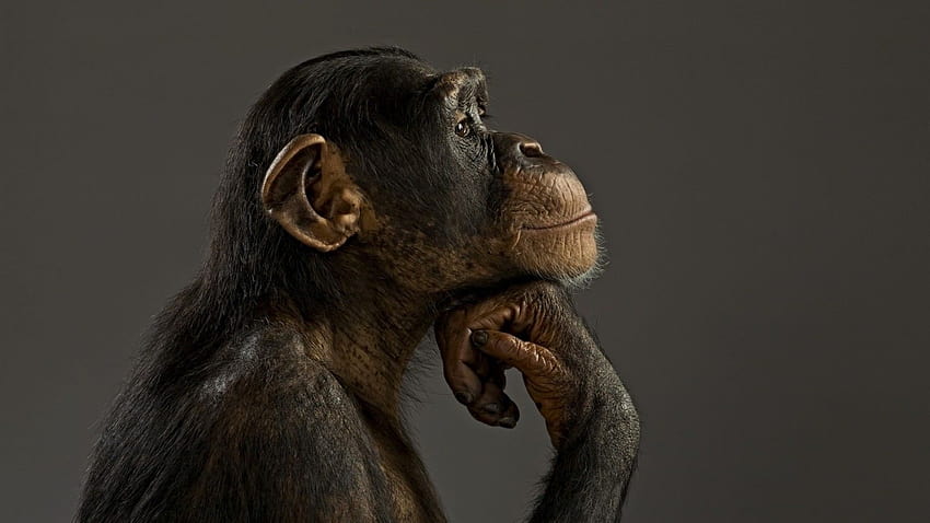 1103704 animals, sculpture, monkey, chimpanzees, fauna, mammal, great ape HD wallpaper