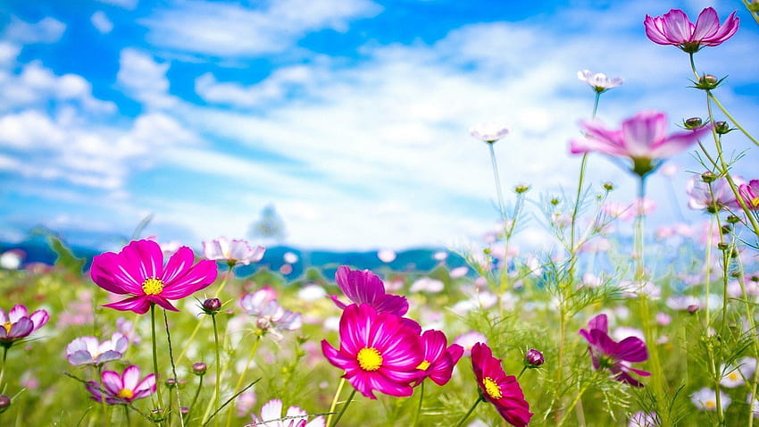 Summer Flowers, flowers in summer HD wallpaper