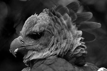 Harpy Eagle  San Diego Zoo Animals & Plants