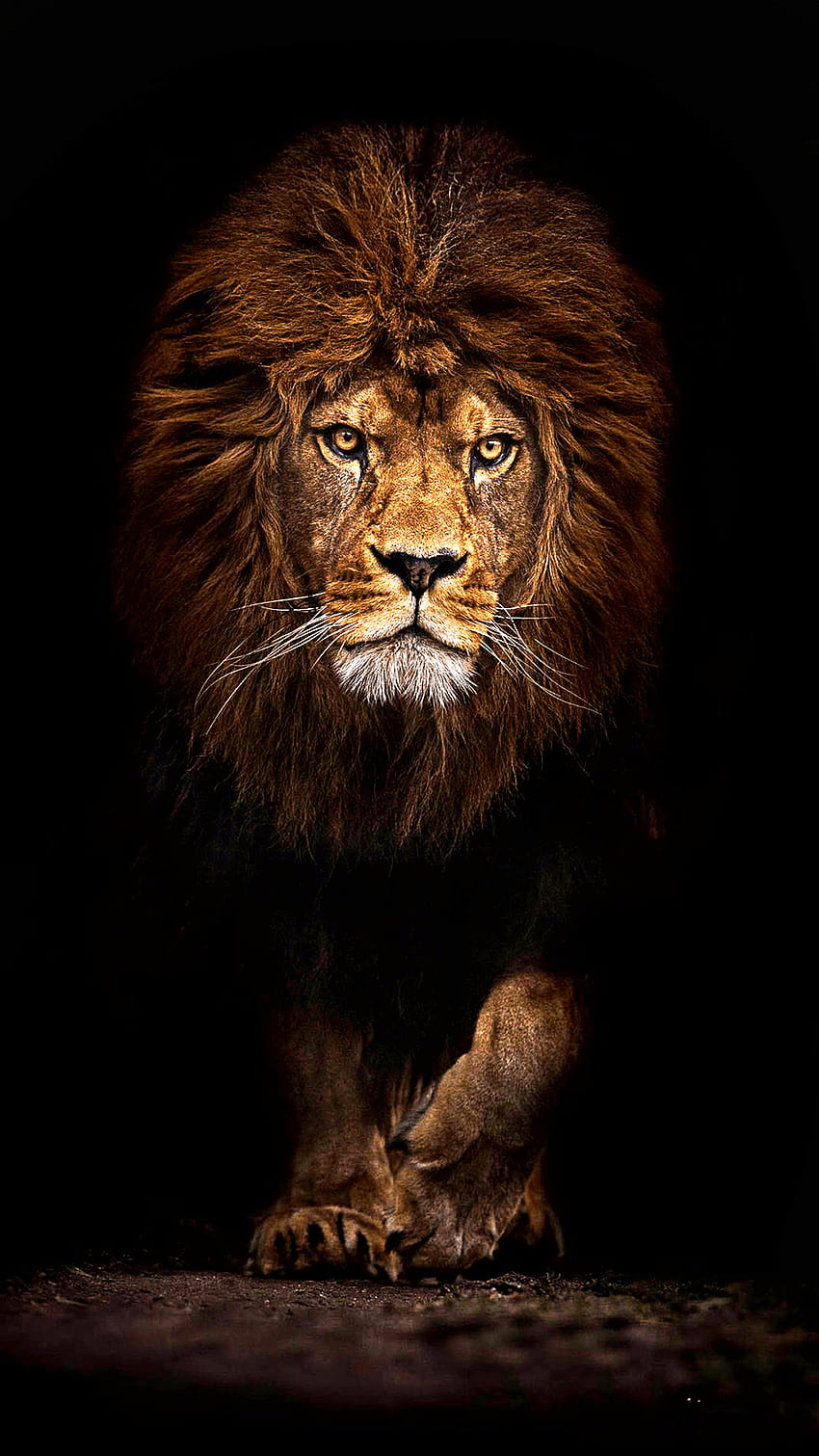 30 Motivational Lion Quotes In Pictures - Courage & Strength