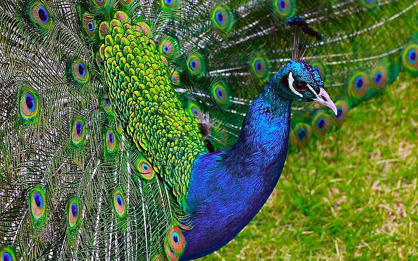 Peacock, peafowl HD wallpaper