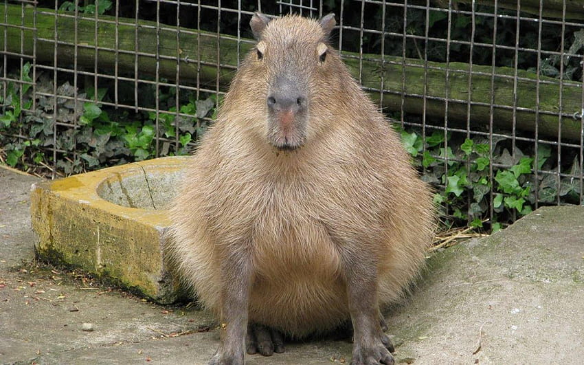 Capybara , 2 Capybara Hohe Auflösung HD-Hintergrundbild