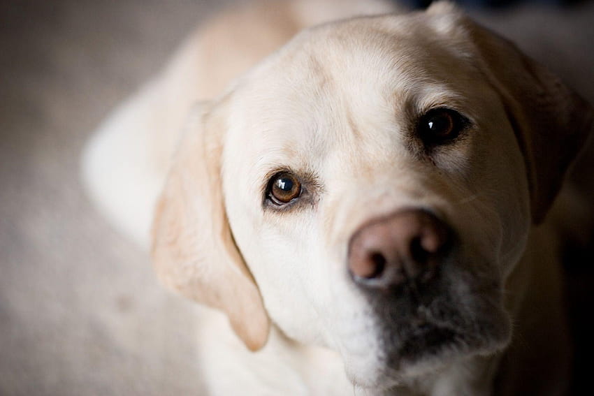 Labrador Retriever , Full , Best Labrador, labrador retriever white HD  wallpaper | Pxfuel