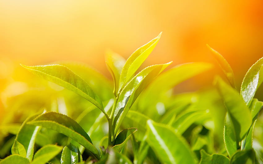 Spring Leaves, tea leaf HD wallpaper