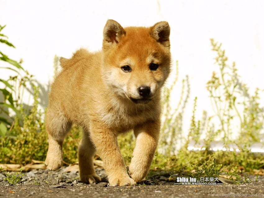 Latar Belakang Anak Anjing Shiba Inu Wallpaper HD