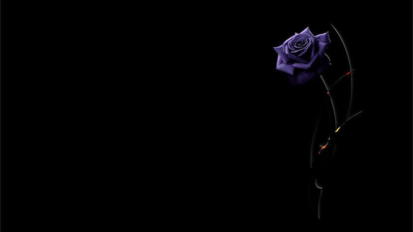 Purple Rose Backgrounds, aesthetic black roses HD wallpaper