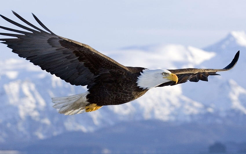 Águila calva – Alta calidad, águilas fondo de pantalla | Pxfuel