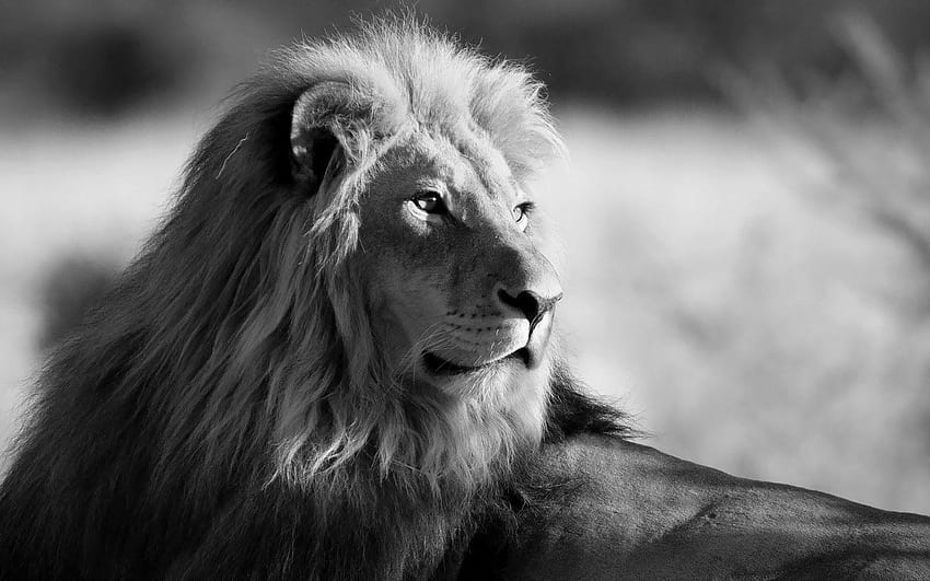 Lion Black and White Designs, leões pretos papel de parede HD