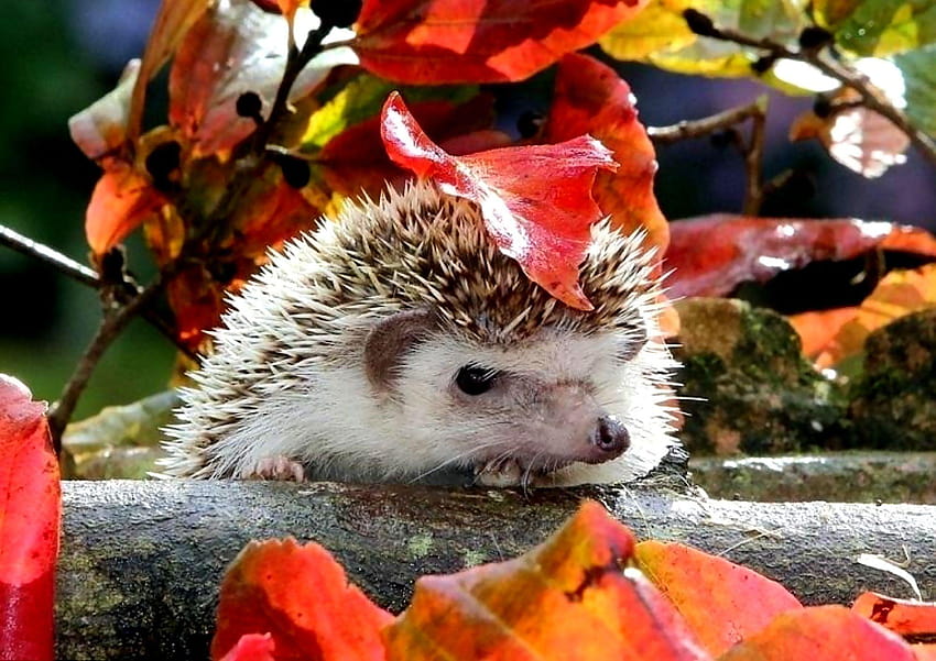 106 Hedgehog, hedgehogs HD wallpaper | Pxfuel