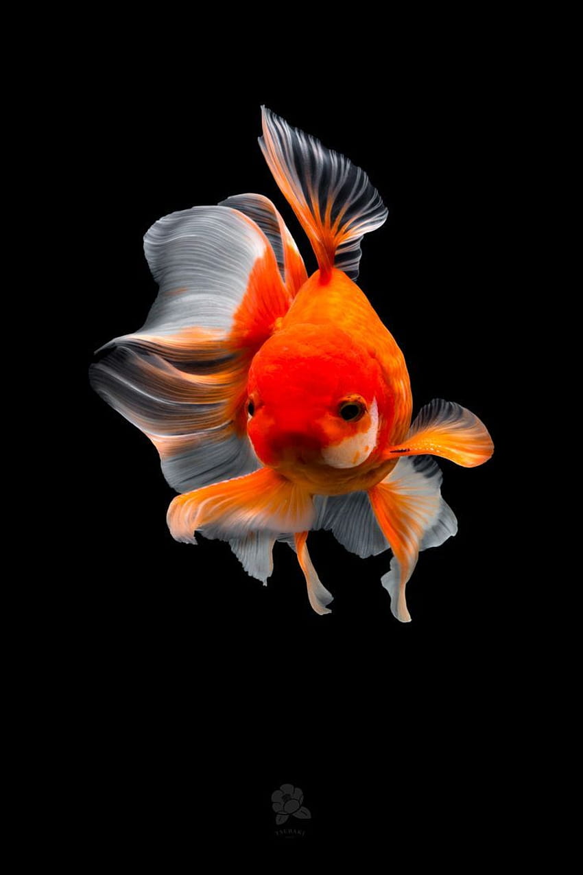 Pin em Goldfish, oranda Papel de parede de celular HD