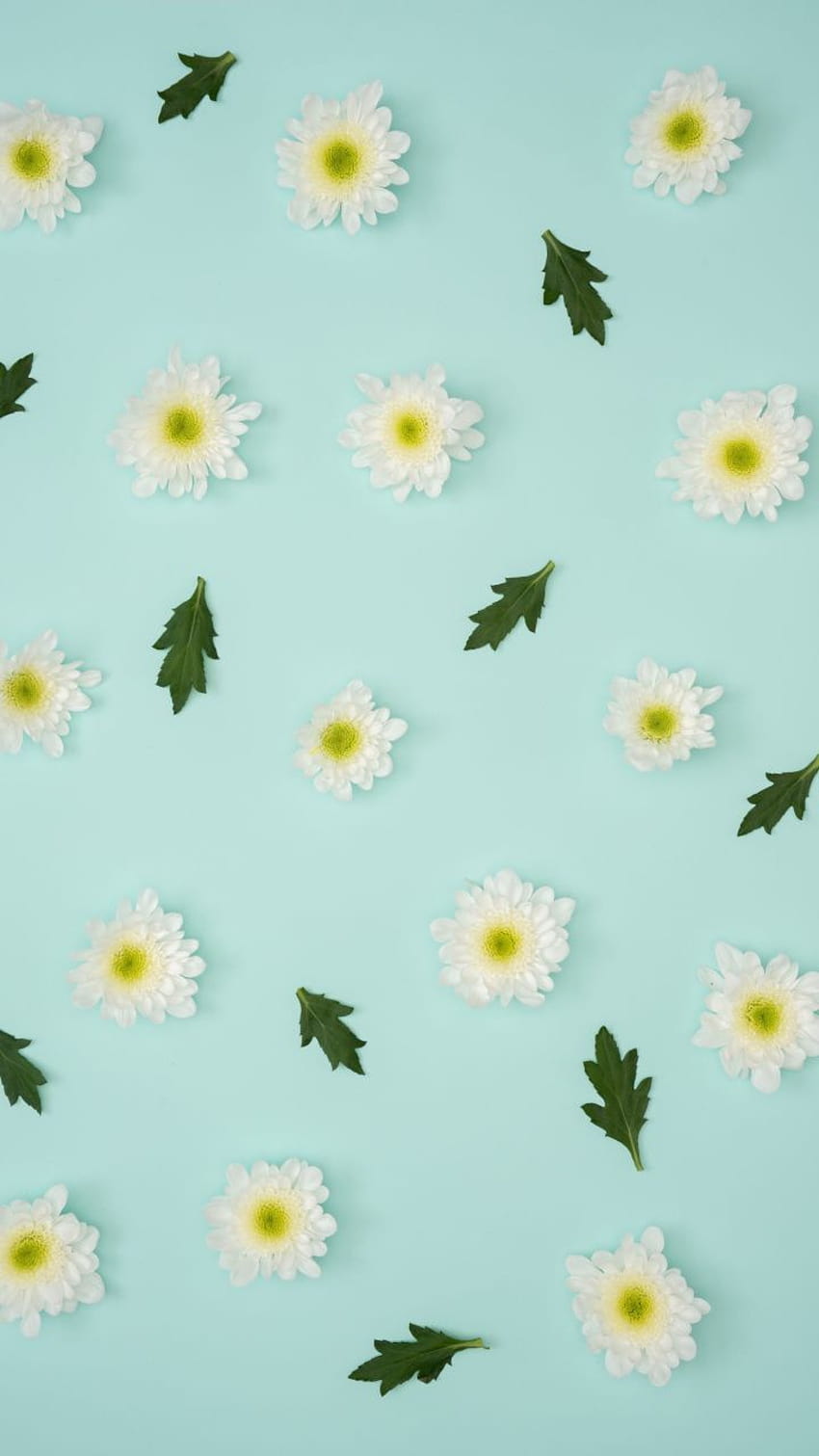 Chamomile, leaves, flowers, minimalism, 720x1280, pastel minimalist floral HD phone wallpaper