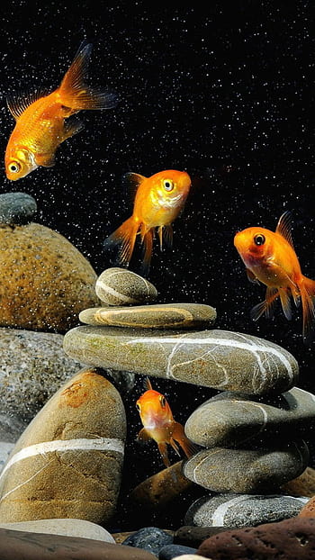 Goldfish HD wallpapers  Pxfuel