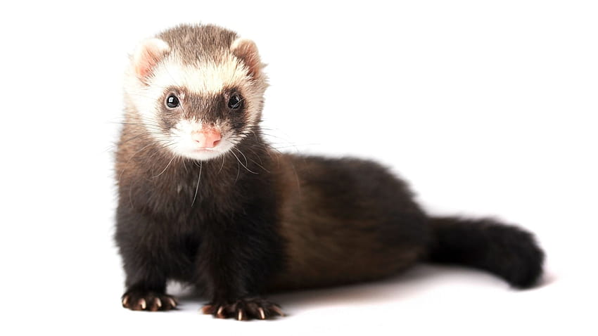 19 Ferret facts that will either freak you out or make you want to, baby ferrets HD wallpaper