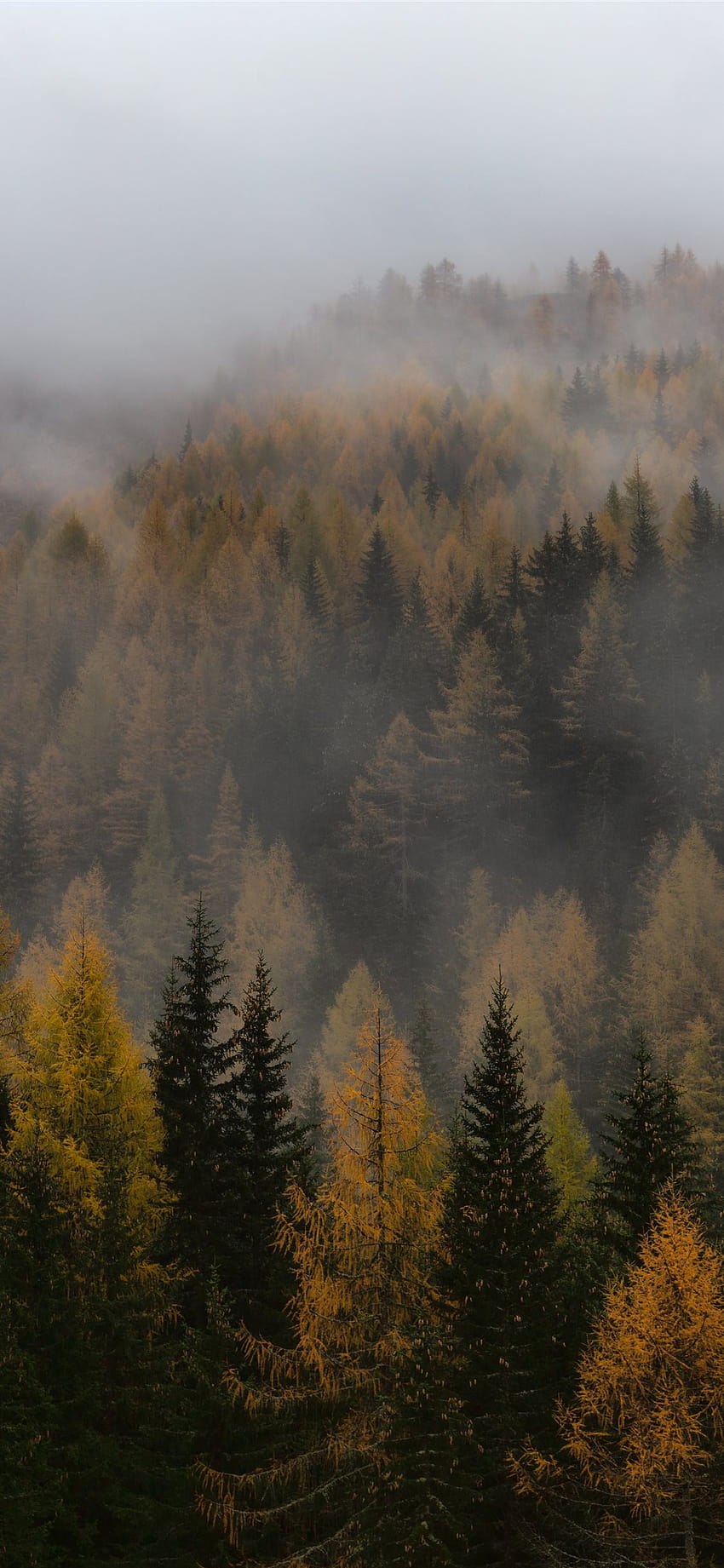 갈색과 녹색의 숲 iPhone X, 숲의 미학 HD 전화 배경 화면