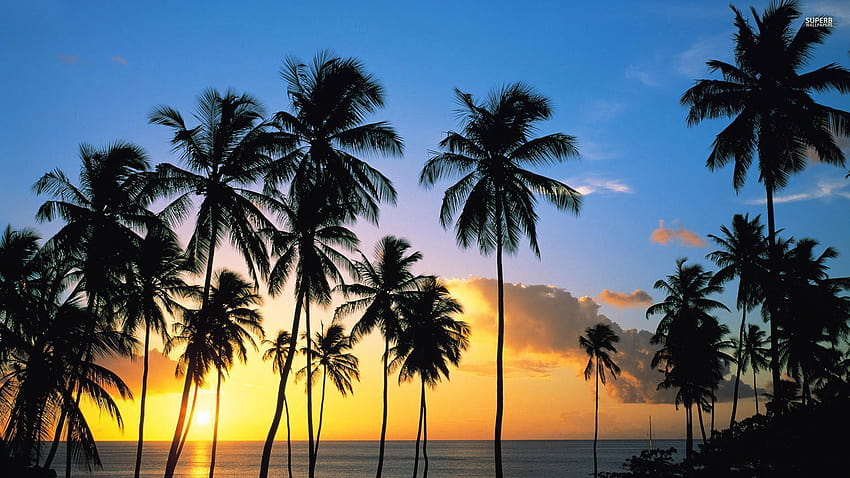 Palm tree silhouettes in the sunset HD wallpaper