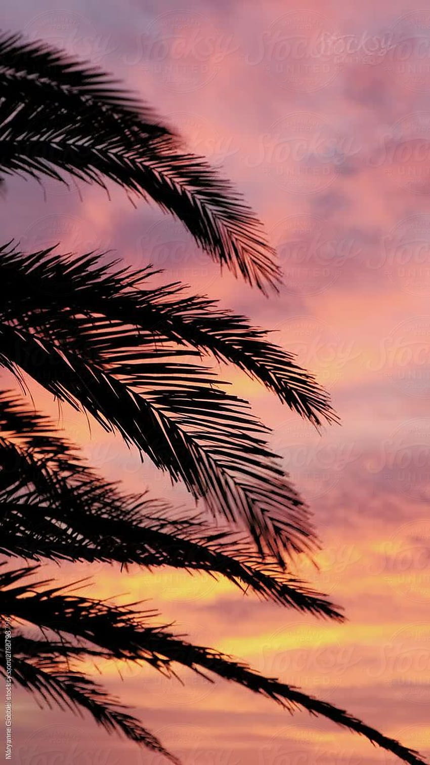 A vertical stock video of a palm tree silhouette during a vivid sunset on the Florida coast., vertical summer HD phone wallpaper
