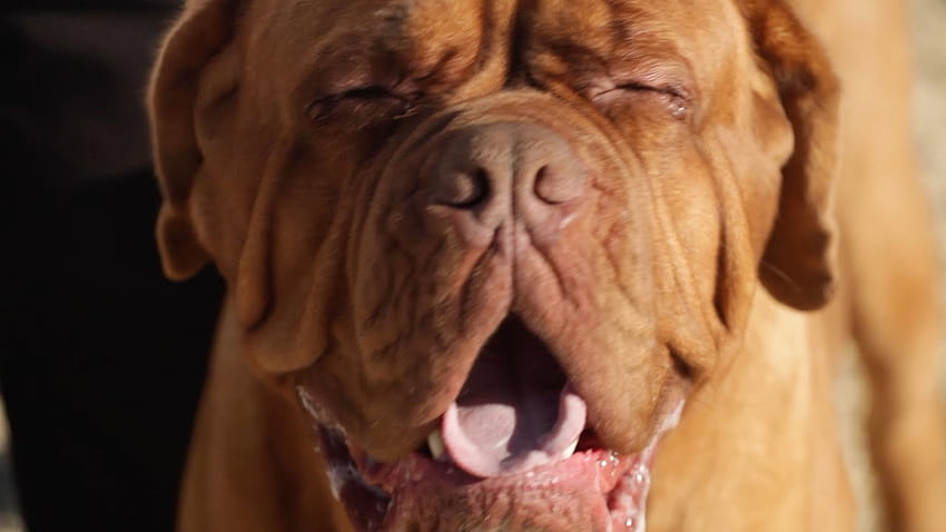 DOGUE DE BORDEAUX: A DOG LOVER'S INTRODUCTION, フレンチ・マスティフ 高画質の壁紙