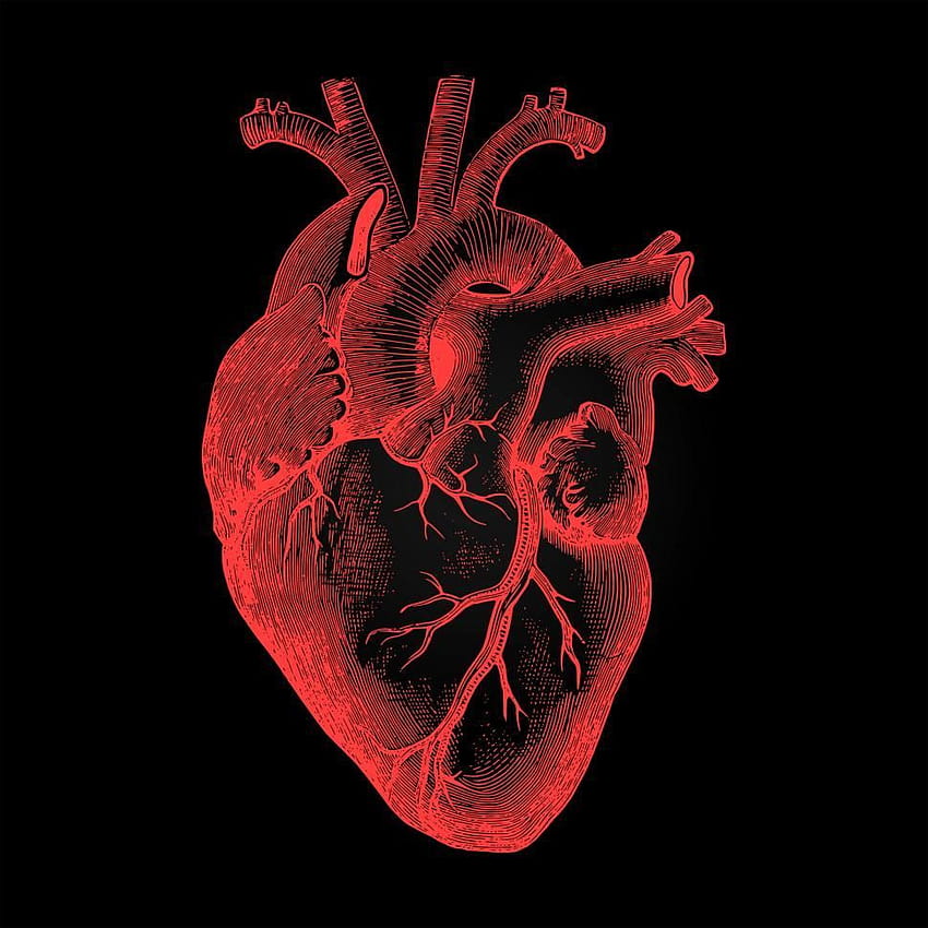 人間の心臓、解剖学的心臓の在庫を取得する HD電話の壁紙