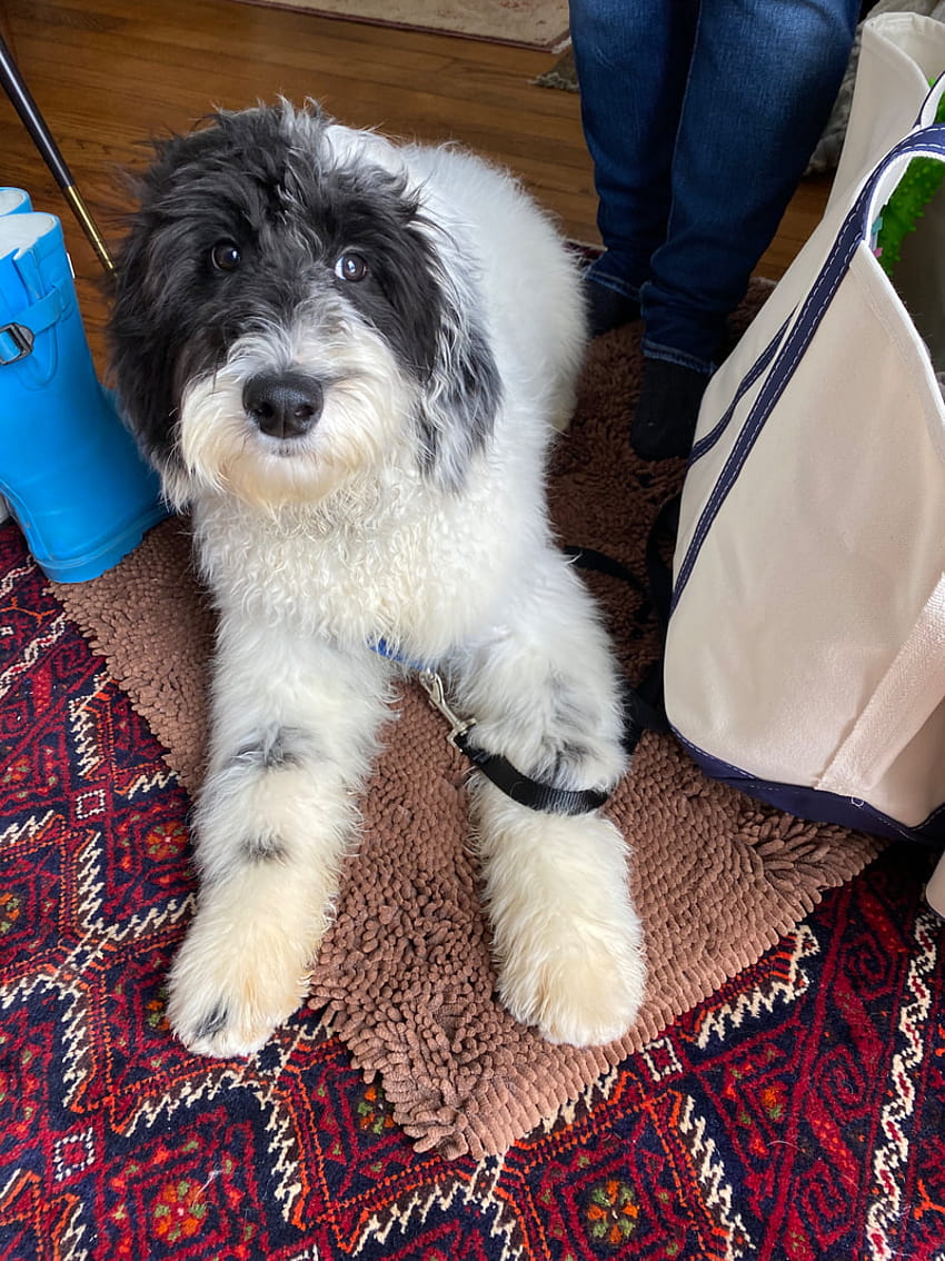 Started F1b Sheepadoodle Puppy Ready 1/2020 HD phone wallpaper
