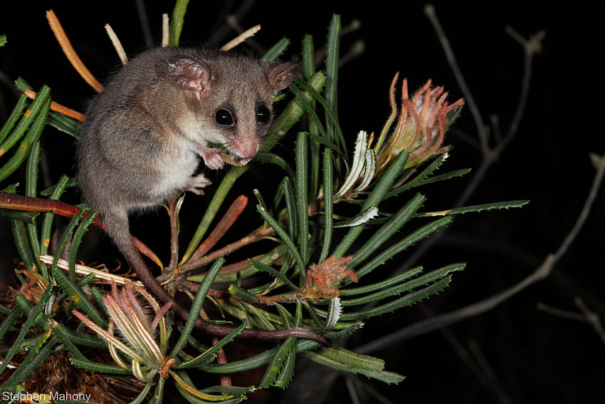 pygmy possum HD wallpaper