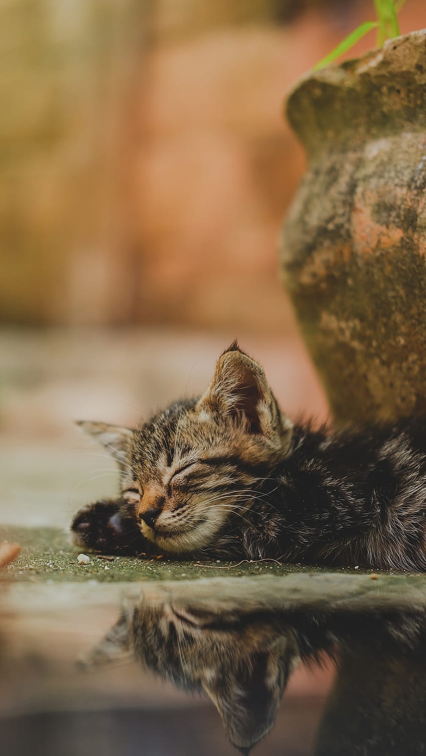 gato atigrado marrón sobre roca marrón – Gato, pequeños gatos de verano fondo de pantalla del teléfono