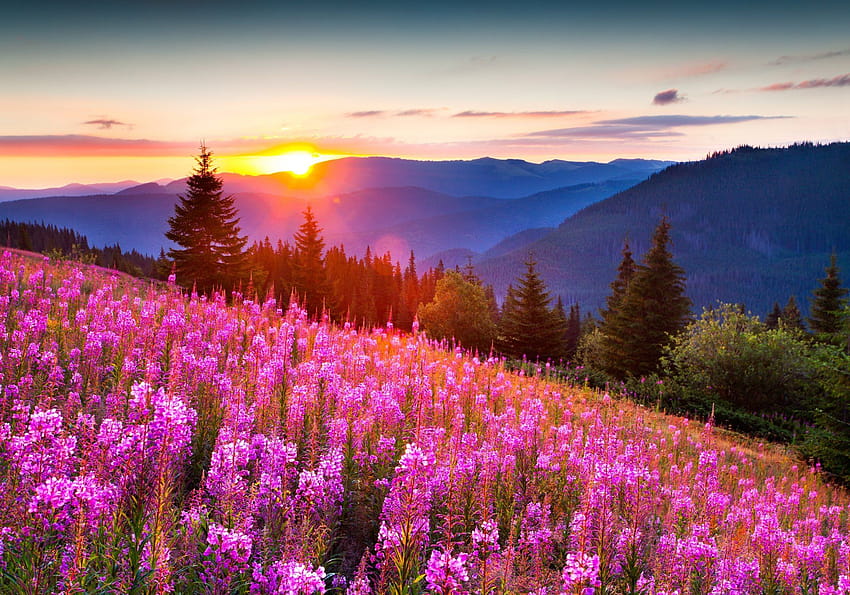 Nature Mountain Summer Light Sun Forest Flower, summer flowers sunsets HD  wallpaper | Pxfuel