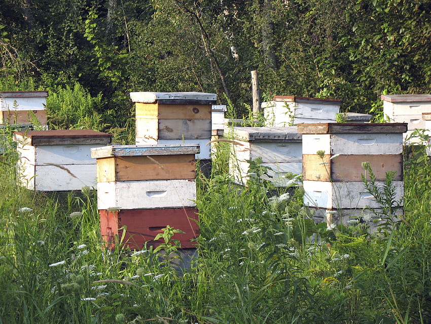 Bright Raven Farm & Apiary, apicultura papel de parede HD