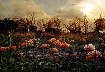 Free download wallpaper Pumpkin Patch Wallpaper hd wallpaper background  desktop 1920x1080 for your Desktop Mobile  Tablet  Explore 43 Autumn  Pumpkins Desktop Wallpaper  Pumpkins Wallpapers For Desktop Autumn  Wallpaper Autumn Wallpapers