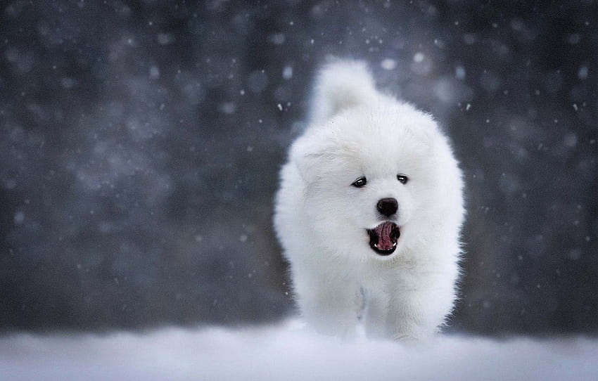 winter, language, snow, the dark background, dog, mouth, puppy, white, walk, face, bokeh, Samoyed , section собаки, snow dog HD wallpaper
