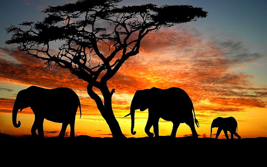 5 Cute Elephant, group of elephants HD wallpaper