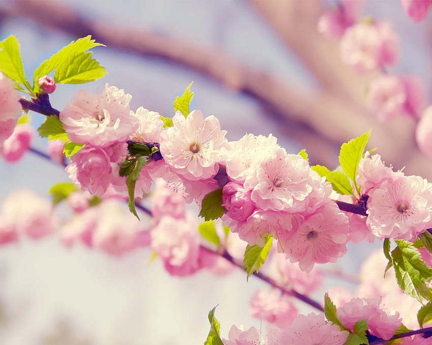 Japanese Cherry Blossom, cherry trees HD wallpaper