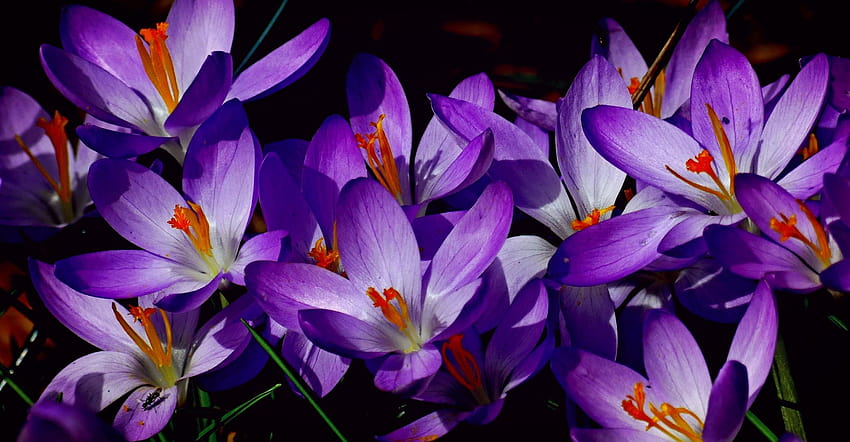 Crocus Bulbous Plant · · .io ดอกดินสีสันสดใส วอลล์เปเปอร์ HD