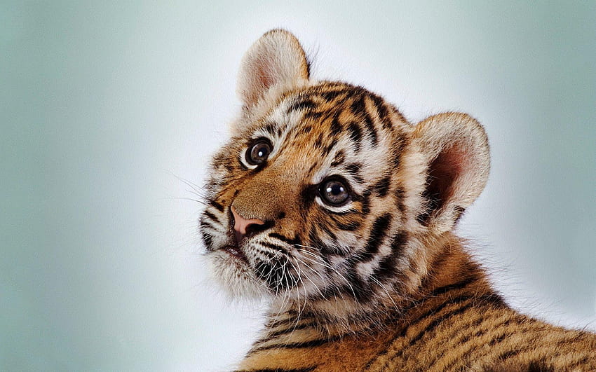 Beautiful Cute Small Baby Tiger Cub, white tiger cub HD wallpaper