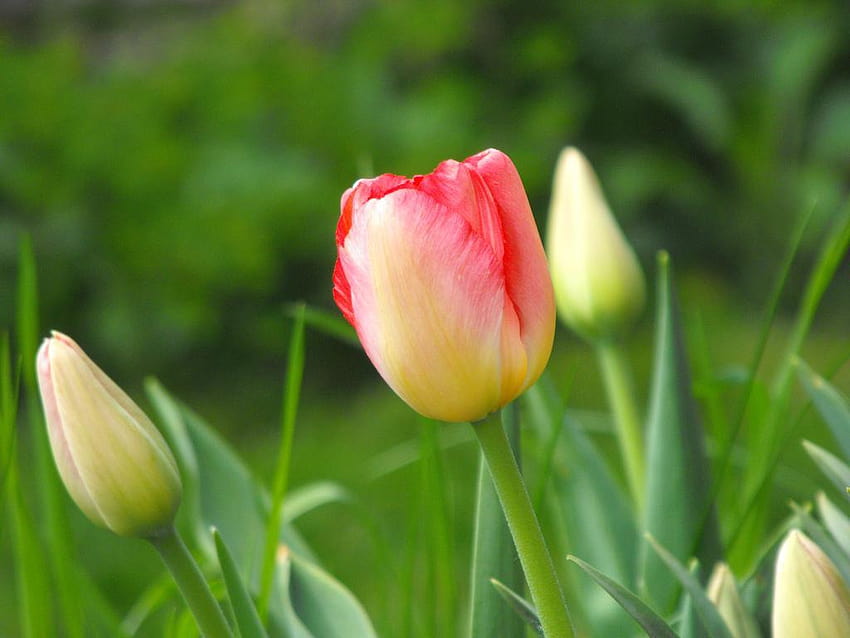 Connecticut Garden Journal: Cold Weather Bulb Gardening, tulip bulb farm HD wallpaper