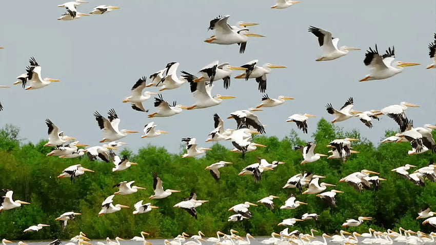 Migratory Birds HD wallpaper