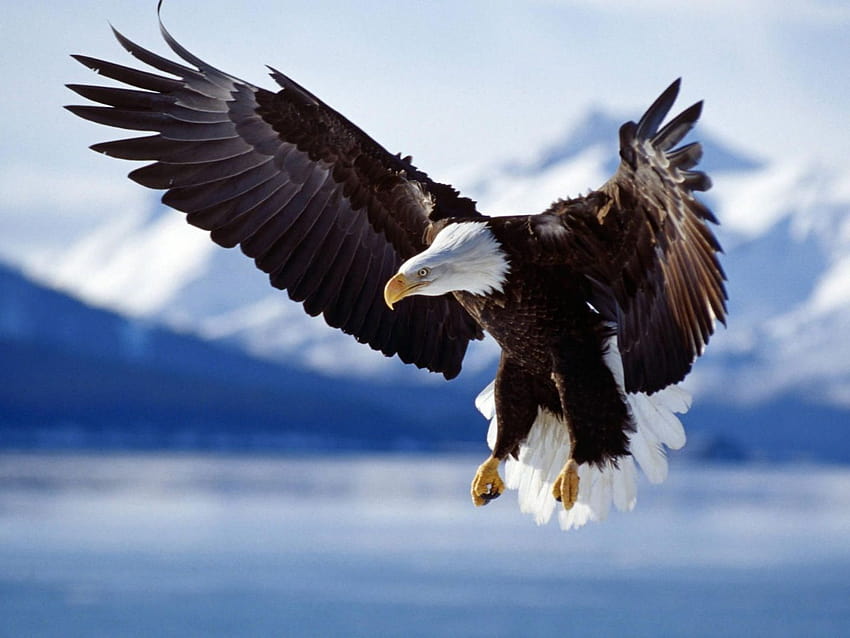 6 Fliegender Adler, cooler Adler HD-Hintergrundbild