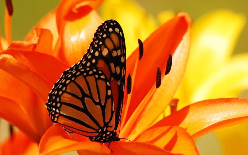 : czerwony, cień, owad, żółty, Wewnątrz, kwiat, roślina, flora, płatek, fauna, ścieśniać, makrografia, bezkręgowy, nektar, zapylacz, ćmy i motyle, motyl monarcha 1920x1200 Tapeta HD