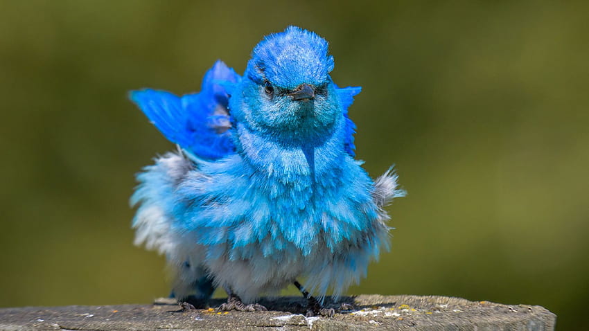 Passeriforme, passero blu, uccelli, piccoli, , W7y9ek, grazioso uccello blu Sfondo HD