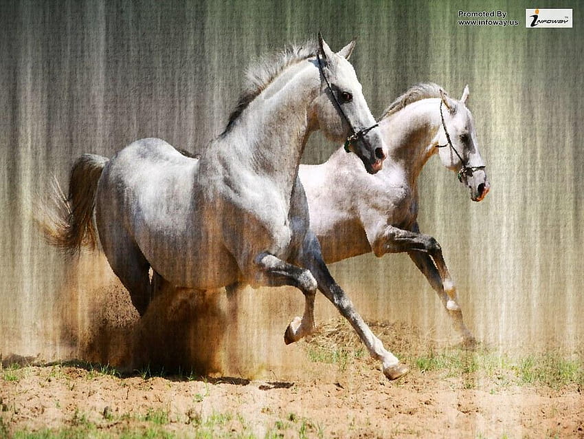 amazing animal, mare animal HD wallpaper