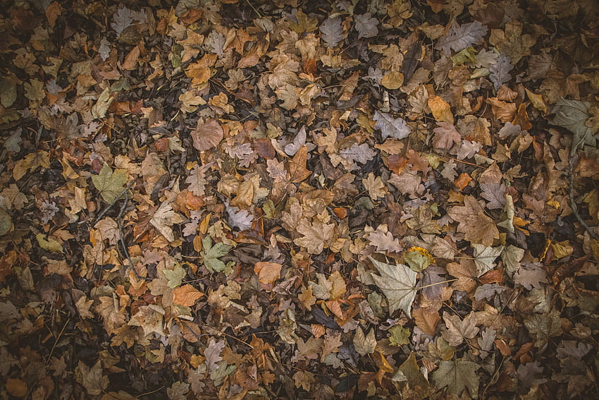 : rock, wood, texture, leaf, pattern, brown, soil, material, design, autumn leaves, autumn colours, autumnal, nature graphy, flooring, 5184x3456, textured autumn HD wallpaper